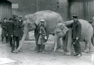 1923年5月にロンドン動物園で飼育されていたビルマゾウ、キーパーのジャックミルボーン、サイードアリ（左）とサンドゥー（中央）、象（bw写真）